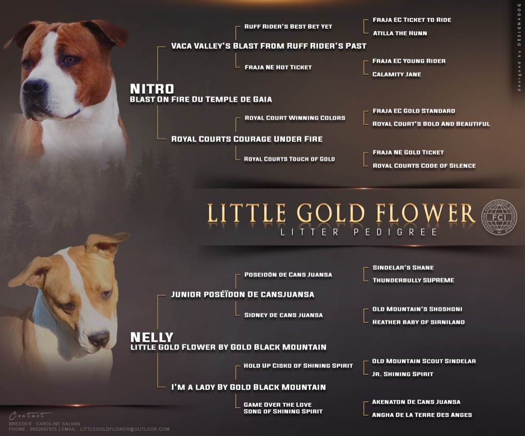 Little Gold Flower - Nitro & Bonnie
