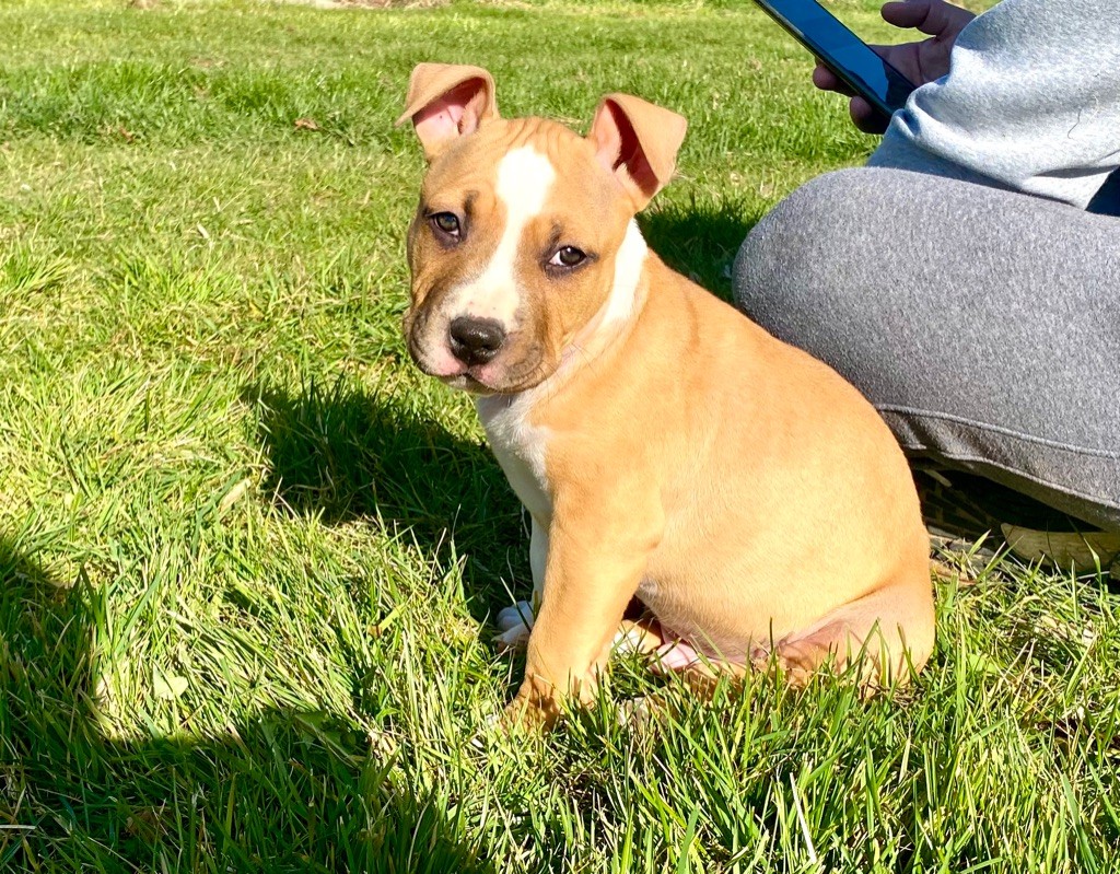 Little Gold Flower - Chiot disponible  - American Staffordshire Terrier