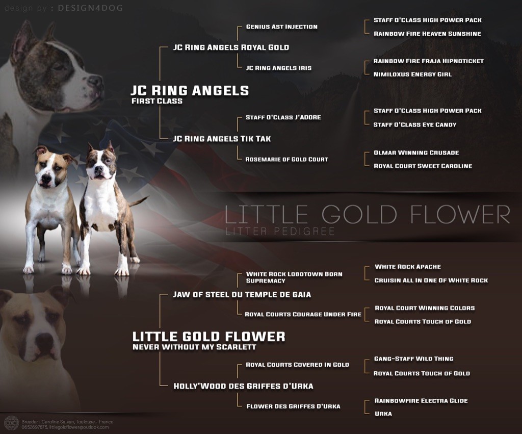 Little Gold Flower - American Staffordshire Terrier - Portée née le 30/10/2019