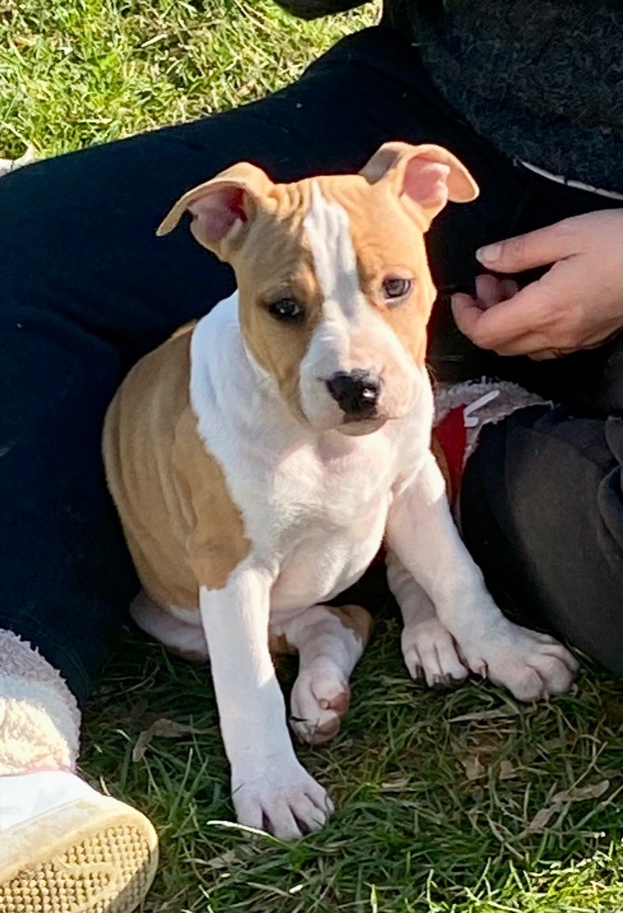 Little Gold Flower - Chiot disponible  - American Staffordshire Terrier