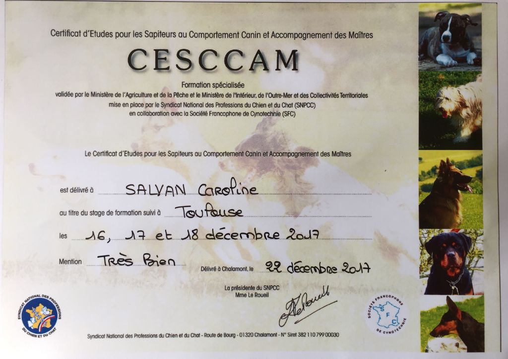 Little Gold Flower - CESCCAM